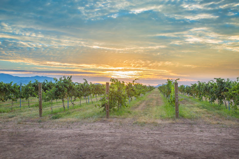 Arizona wine grapes grown in high elevation vineyard