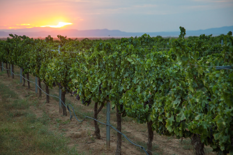 vineyard sunset