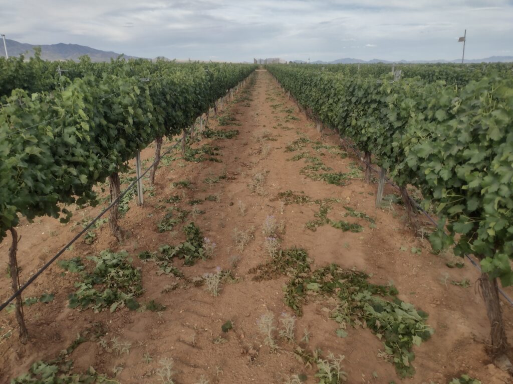 Grenache vines that have just had the canopies thinned, with leaves on the ground.