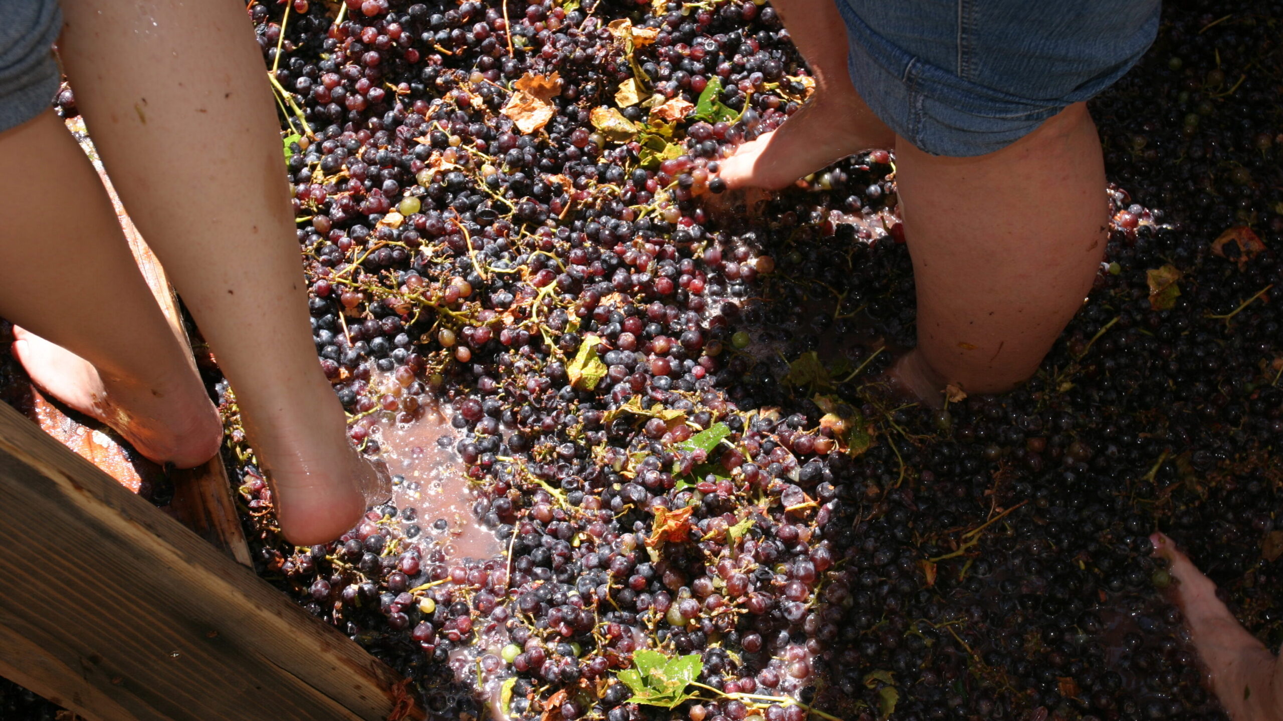 Grapes being stomped by foot with during crush.