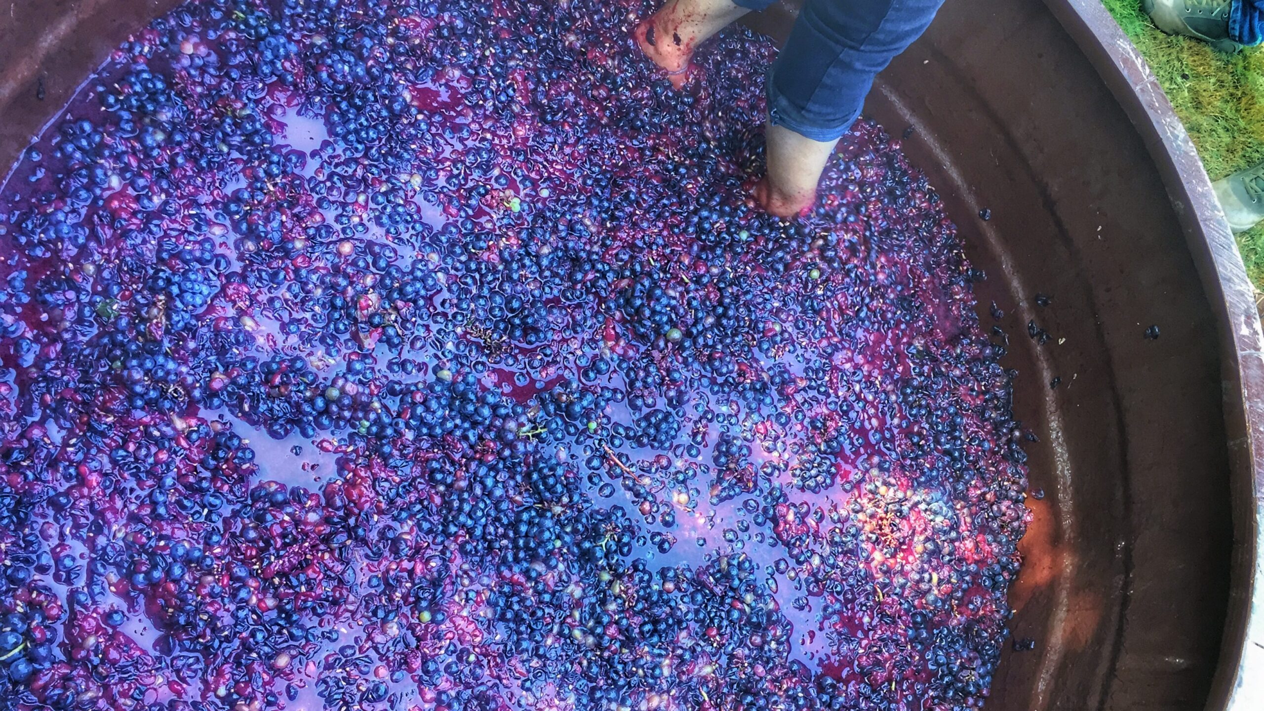 Grapes being crushed in a vat by foot, showing its juice.
